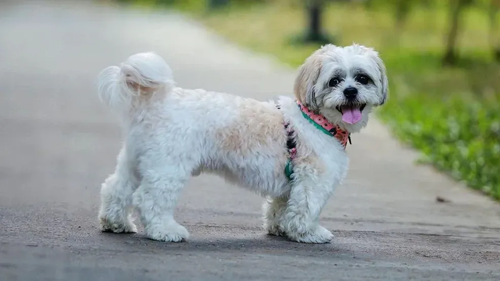 Small white fluffy dog standing on a park path