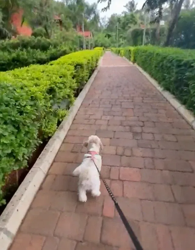 White dog on a leash walking along a brick garden path