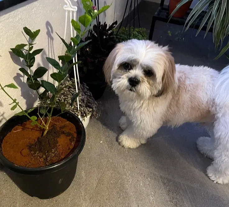 White dog standing beside a potted plant